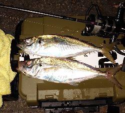 ここは休日は釣り堀状態ですね。