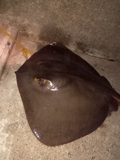 最近釣れてないなぁ