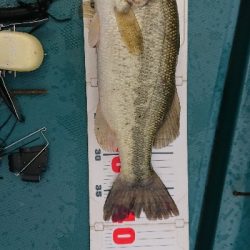 マッディ相模湖