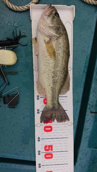 マッディ相模湖