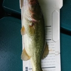 朝マヅメにトップ