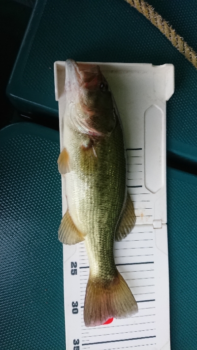 朝マヅメにトップ