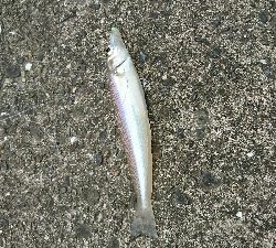 介護の合間にショアジギ＆投げ釣り