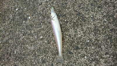 介護の合間にショアジギ＆投げ釣り