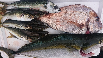 久しぶりの雨上がり