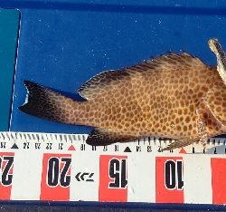 オオモンハタ祭り