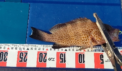 オオモンハタ祭り