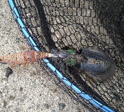 ショアジギ&エギング