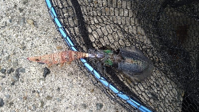 ショアジギ＆エギング