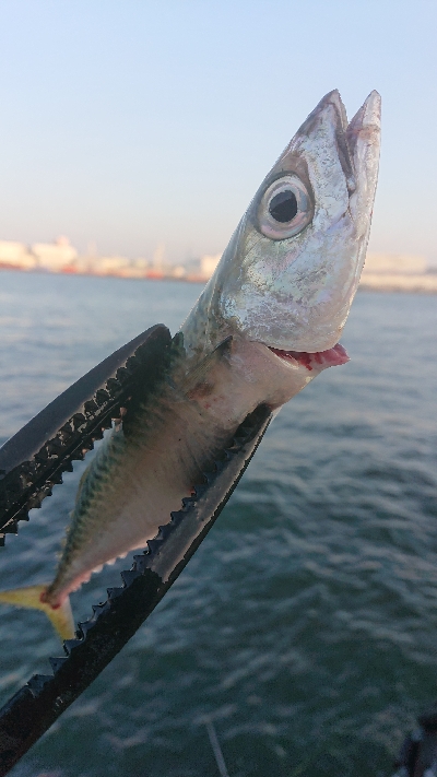 南港サバリング