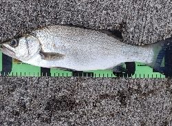 ベタ凪でヒラスズキ