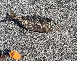 アイゴが釣れました。