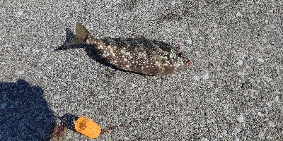 アイゴが釣れました。