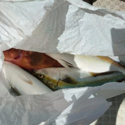 明石沖落とし込み