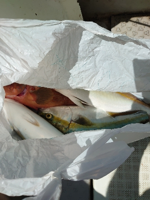 明石沖落とし込み