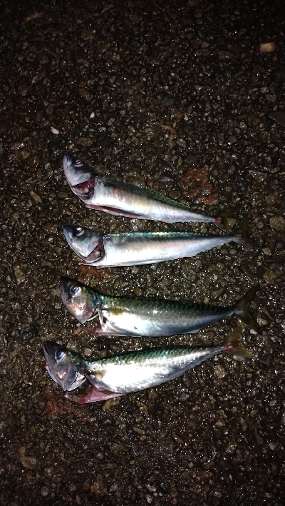 アジュール舞子の大サバ求めて