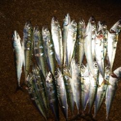 サバーバサイズアップ