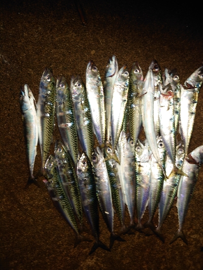 サバーバサイズアップ