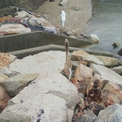 室津のキス釣り