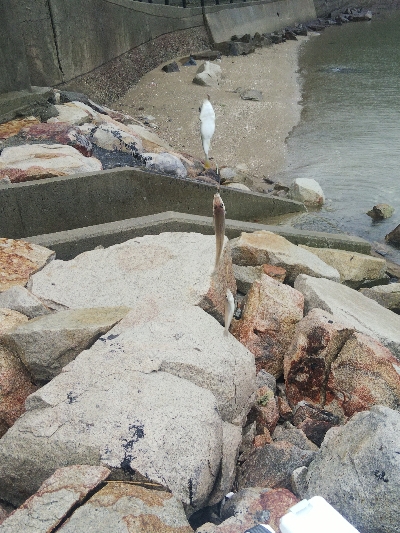 室津のキス釣り