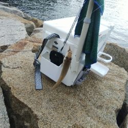 室津のキス釣り