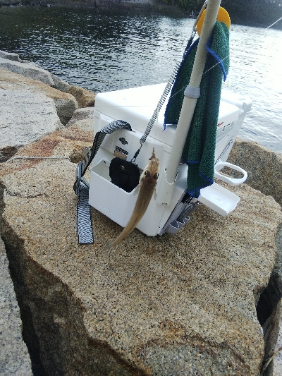 室津のキス釣り