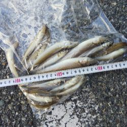 室津のキス釣り