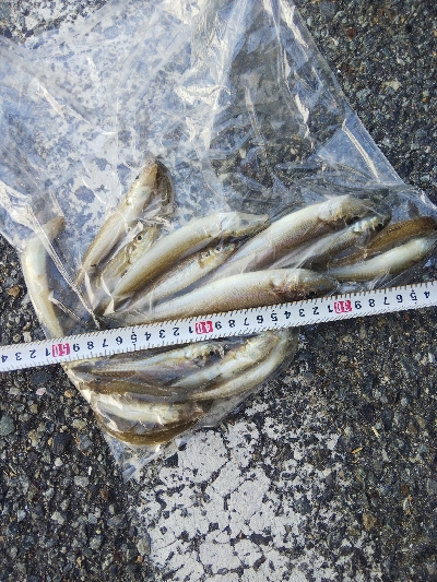 室津のキス釣り