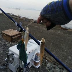 苅屋のキス釣り
