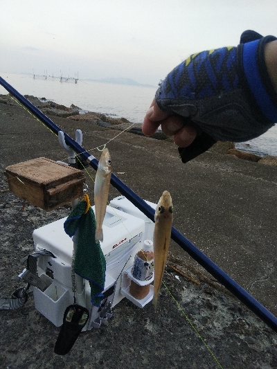 苅屋のキス釣り