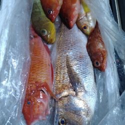 SLＪ＆鯛ラバで6種目ゲット