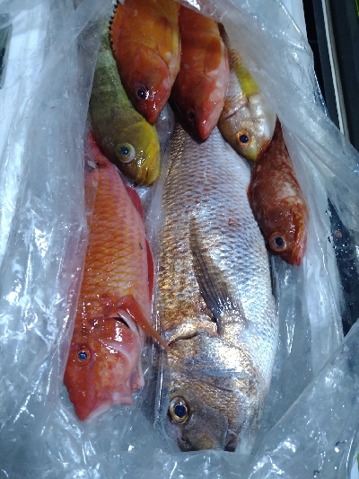 SLＪ＆鯛ラバで6種目ゲット