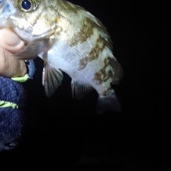 まだ釣れてます。