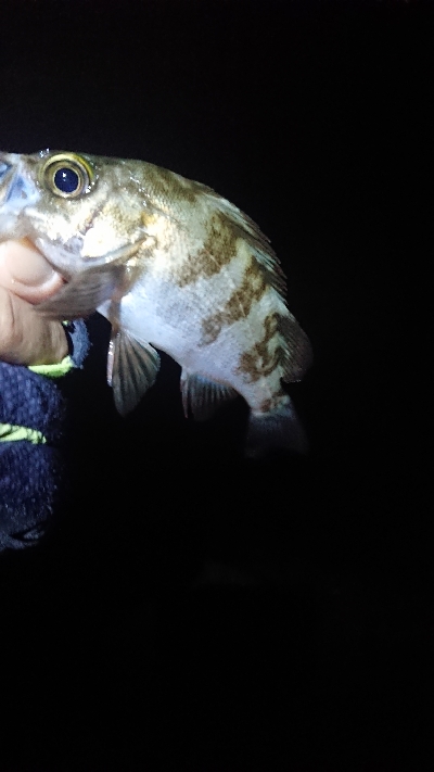 まだ釣れてます。