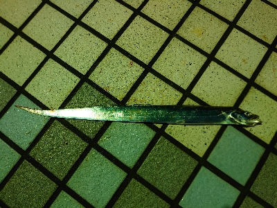 何か釣れないかな釣行