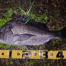 シーバス狙いが…