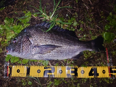 シーバス狙いが…