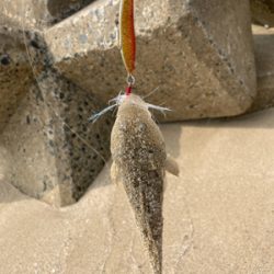 久々にサーフとショアから初マゴチ