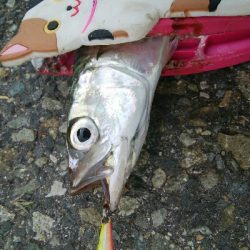 『釣りデビュー(´▽`)』213