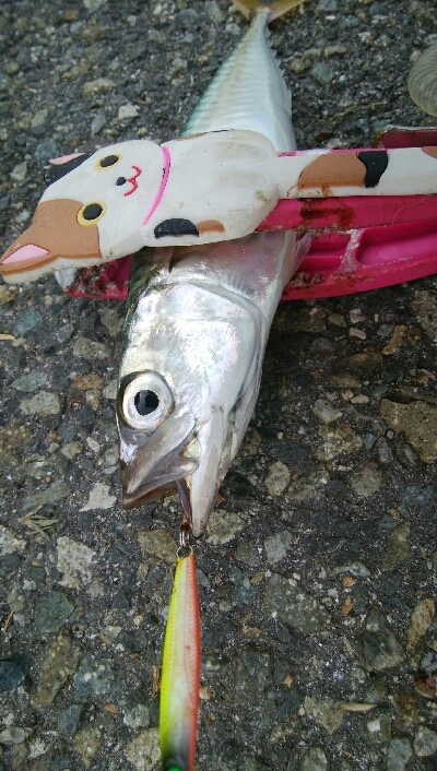 『釣りデビュー(´▽`)』213