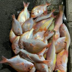 マイボートでイカラバ‼︎ アマダイ、レンコダイ狙い