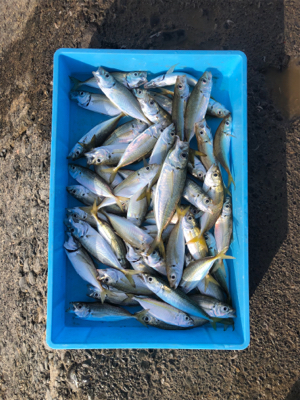 アジ釣れてます
