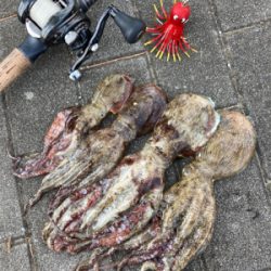 狩れるだけ狩るべくHC蛸散歩。4杯。。