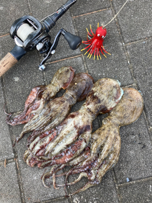 狩れるだけ狩るべくHC蛸散歩。4杯。。