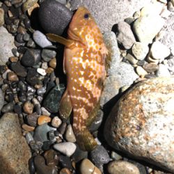 サーフでキジハタ