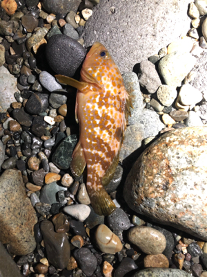 サーフでキジハタ