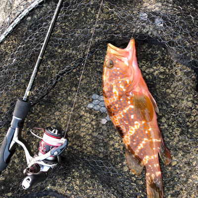 2021 佐渡ヶ島ライトゲーム