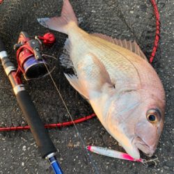 まさかの初ショアレッド！