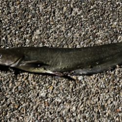 ハンドメイドルアーでナマジング