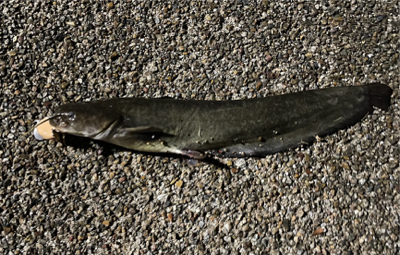 ハンドメイドルアーでナマジング